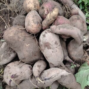 Jicama kg